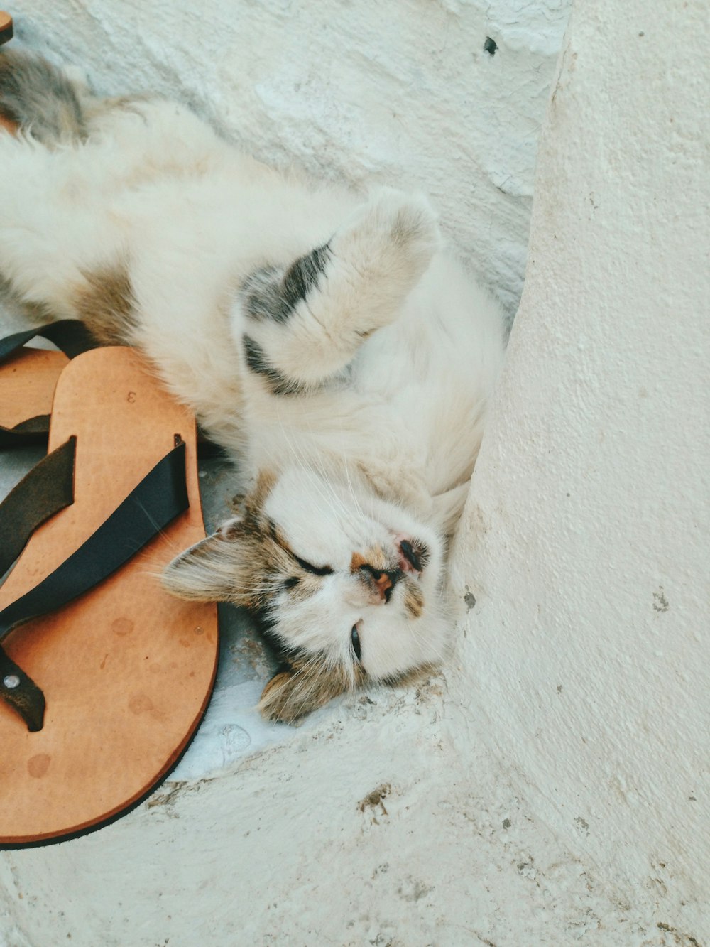 cat sleeping beside flip-flops