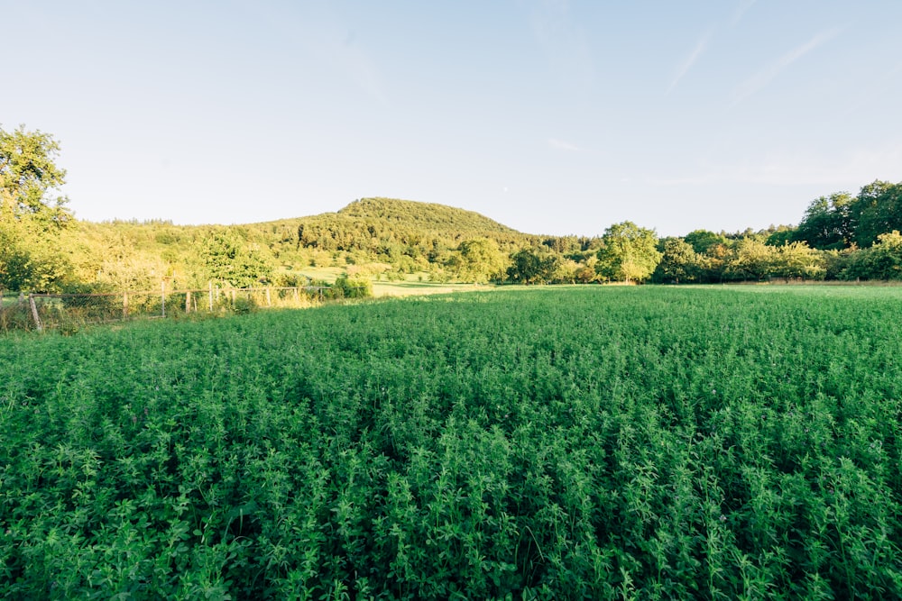 field of green plants