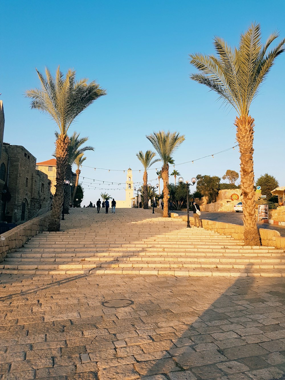 palm trees on concrete stairs