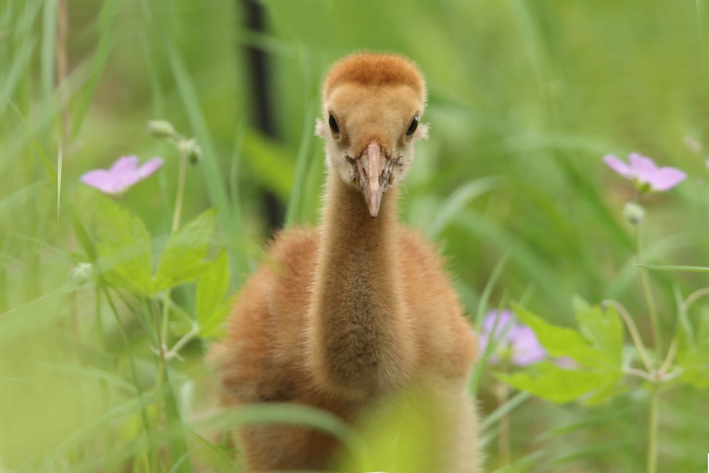 focus photography of duckling