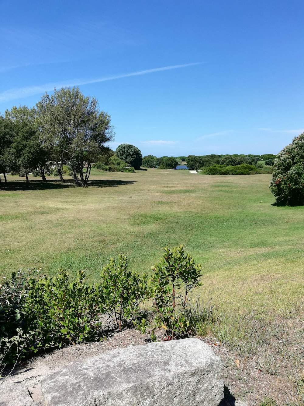 green trees on grass field under clear blue sky