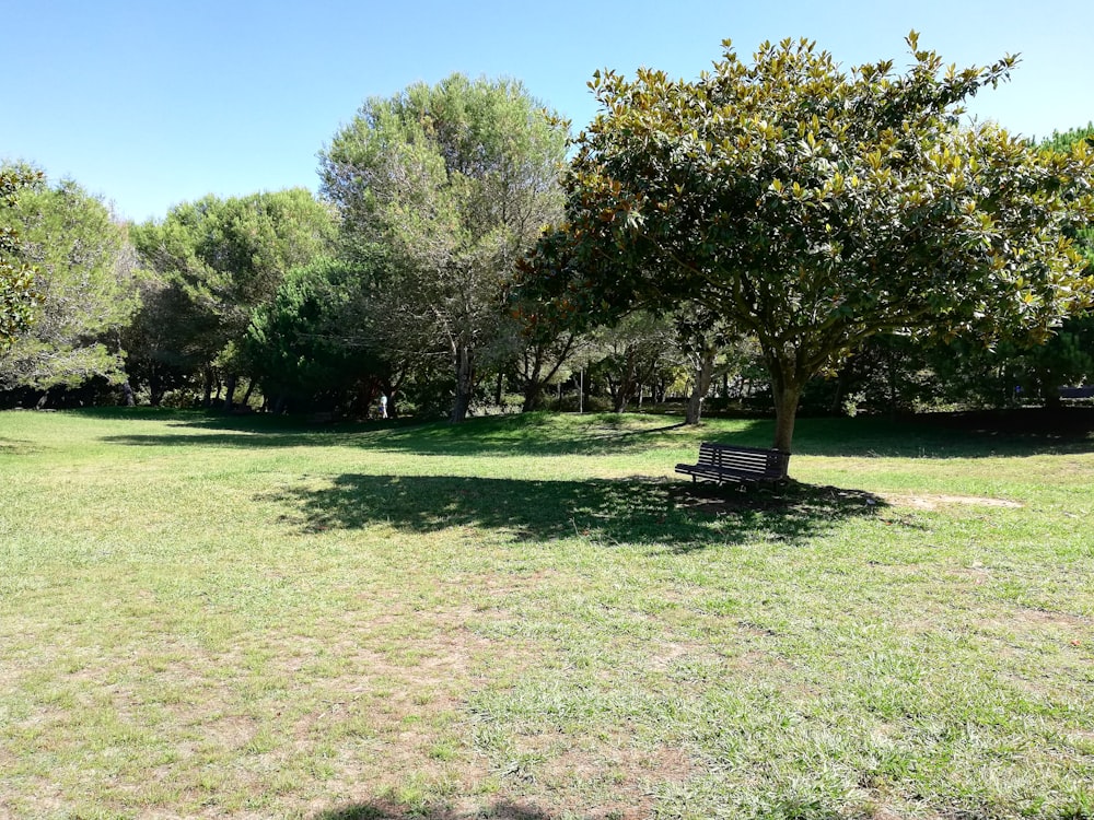 brown bench under tree