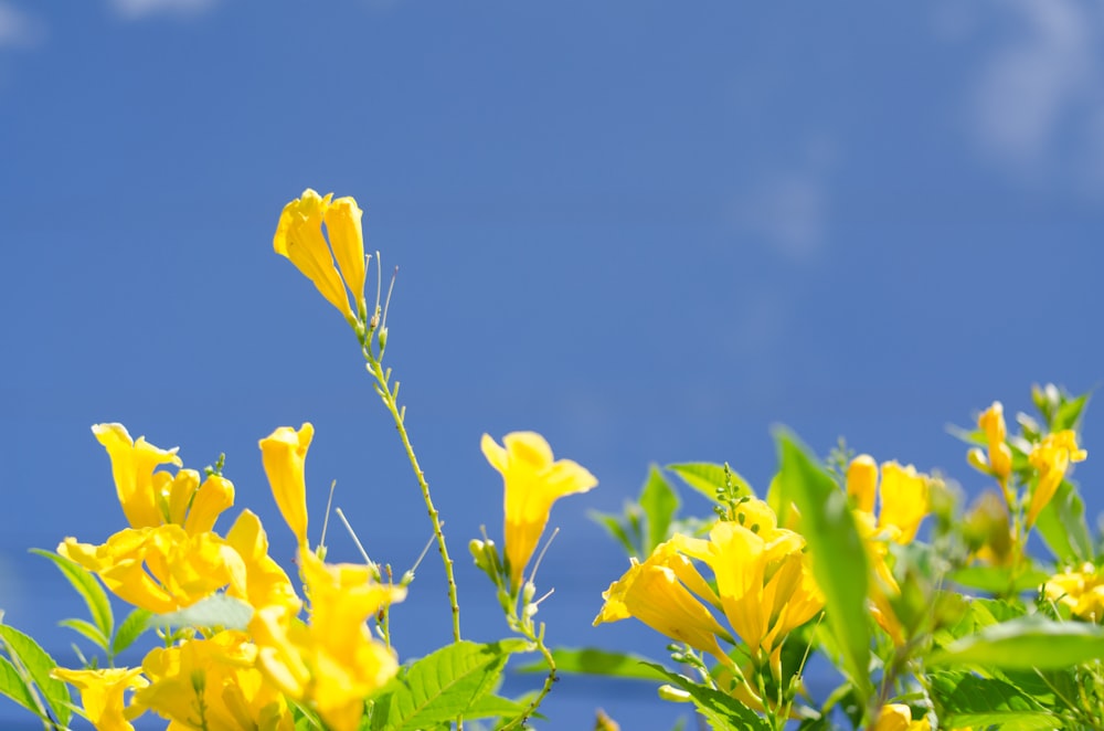 yellow-petaled flowers