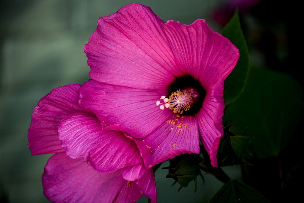 pink hibiscus flowers