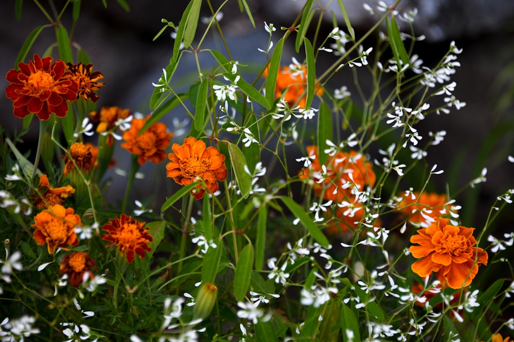 orangefarbene Blütenblätter