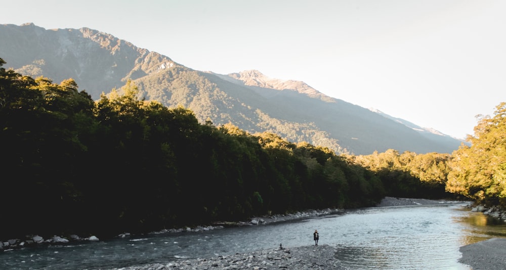 river between trees during daytime