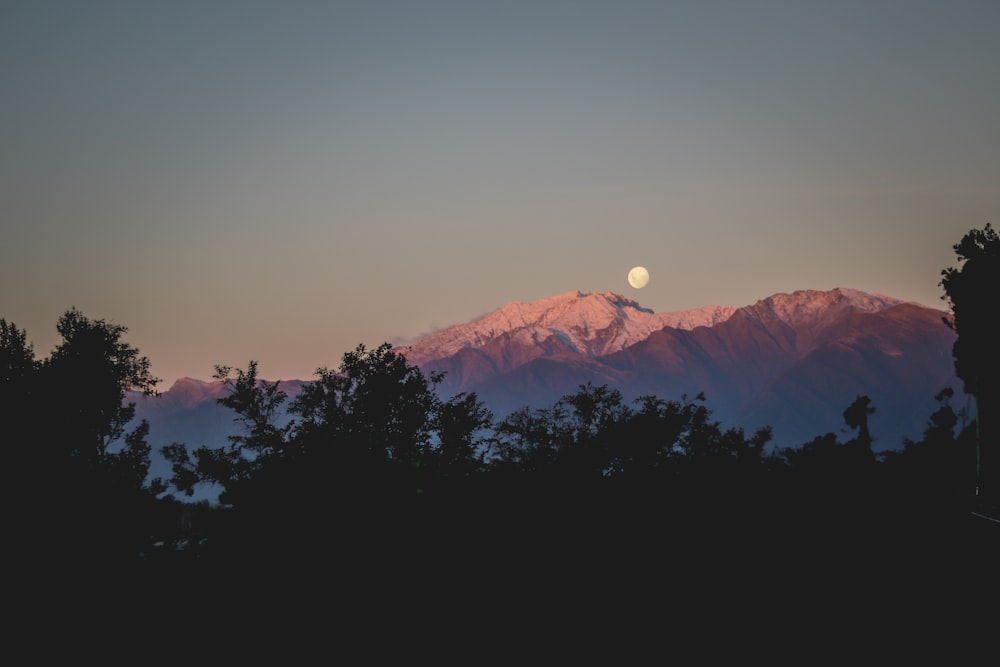 silhouette photography of trees beside mountain