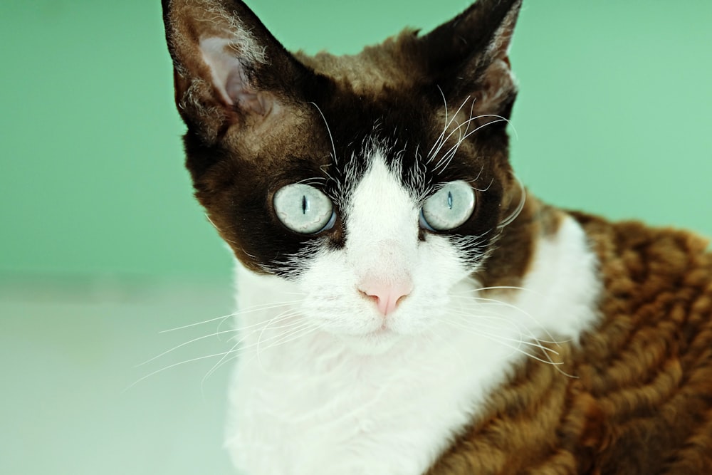 gato blanco y marrón de pelo corto