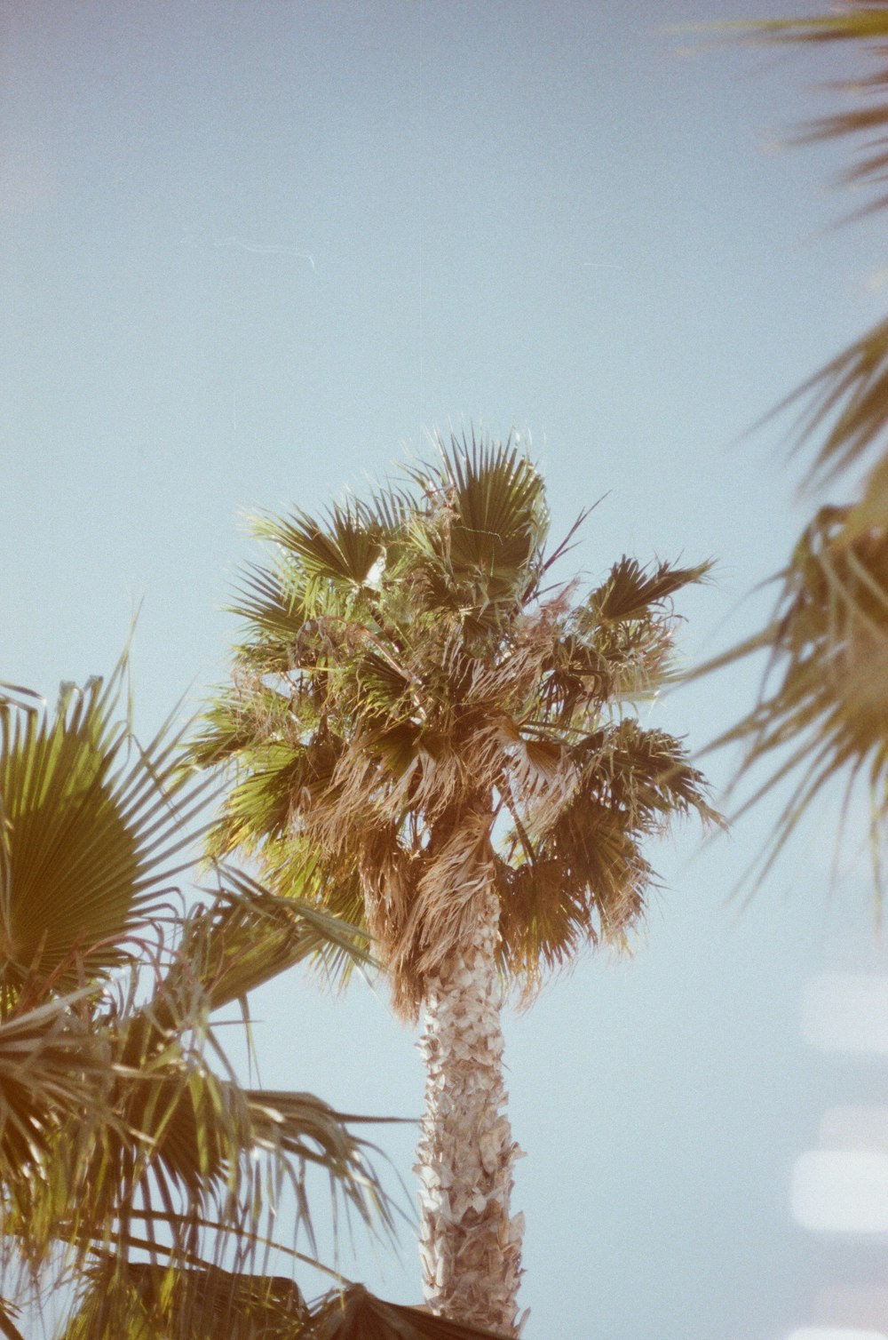 green-leafed tree during daytime