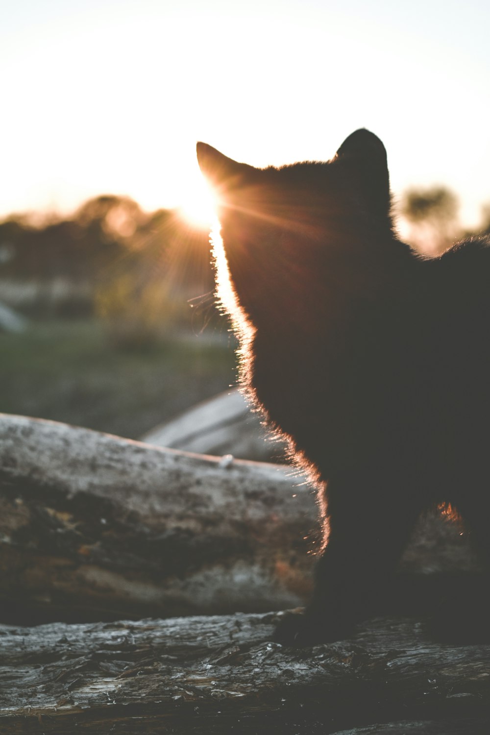short-furred black cat