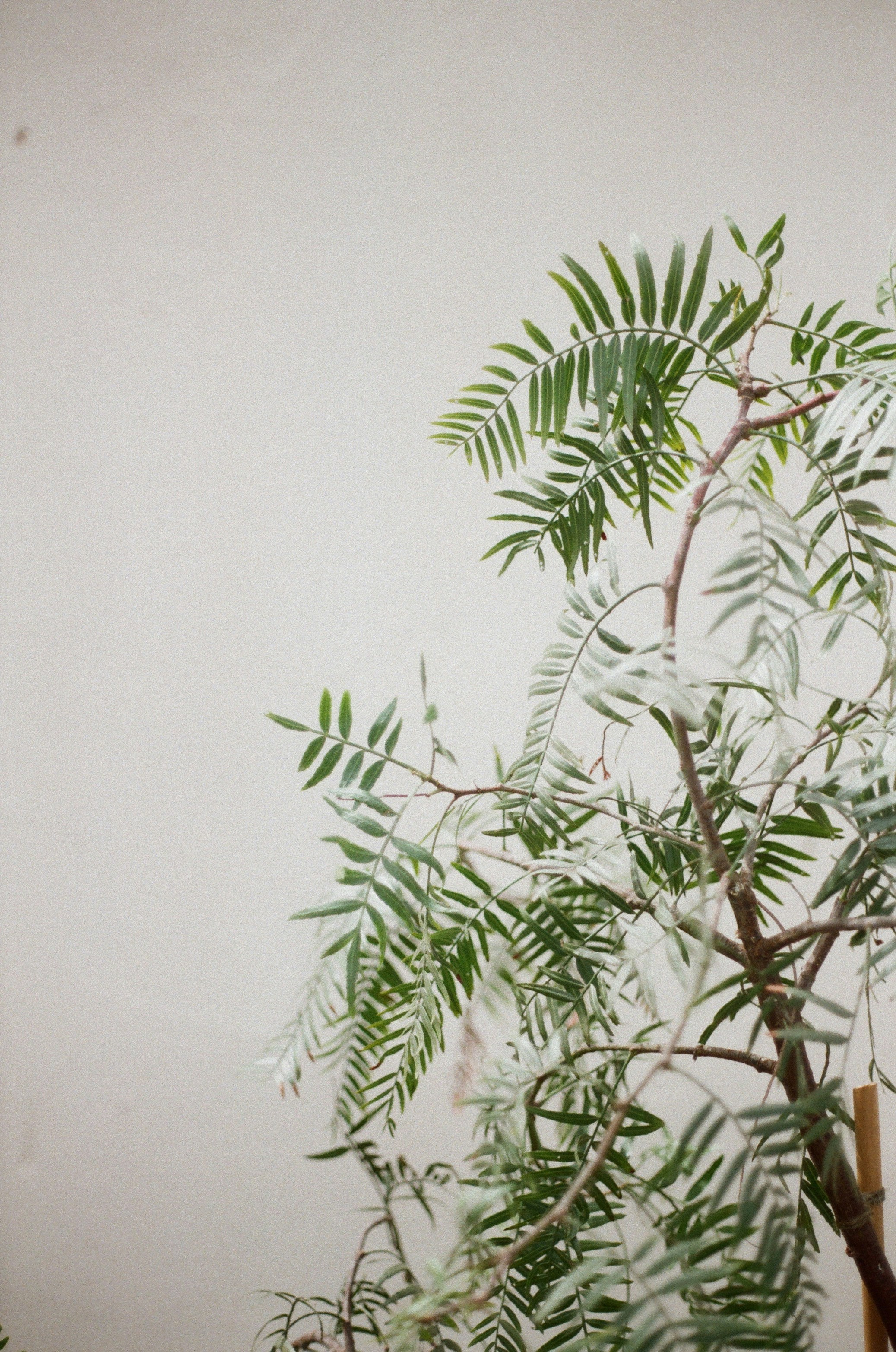 Photo by archiecoppen