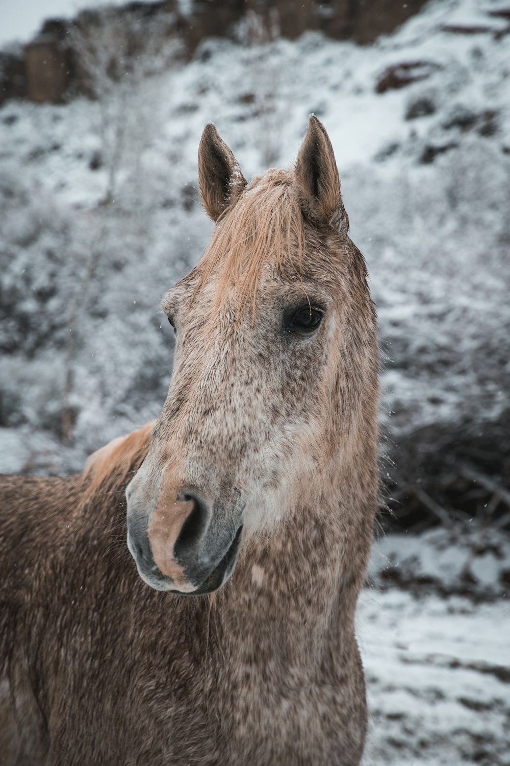 brown horse