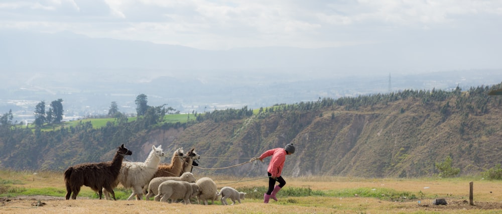 herd of llama