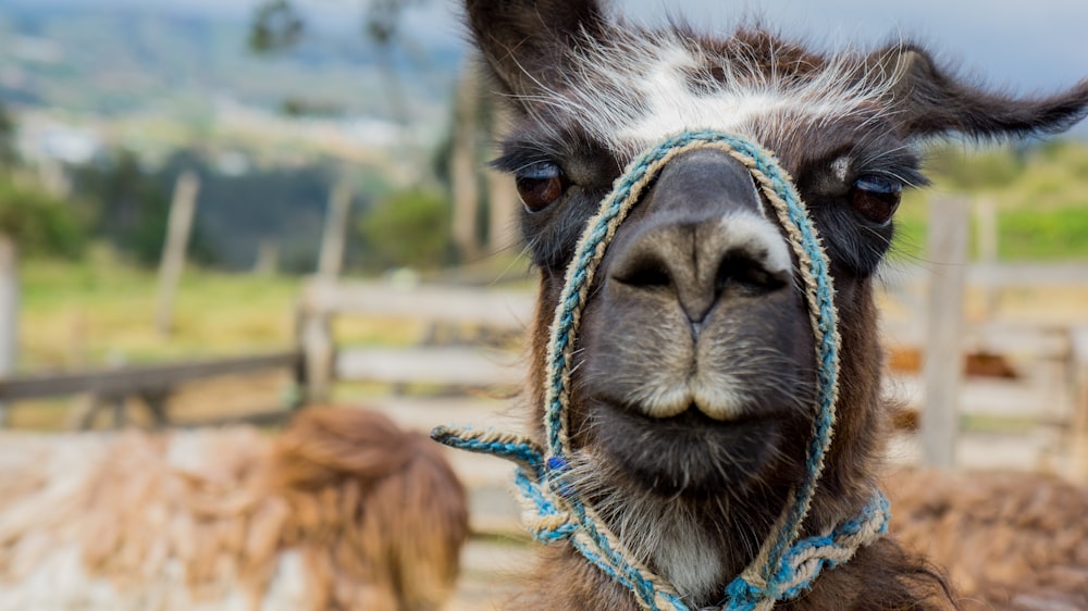 brown llama standing near fence