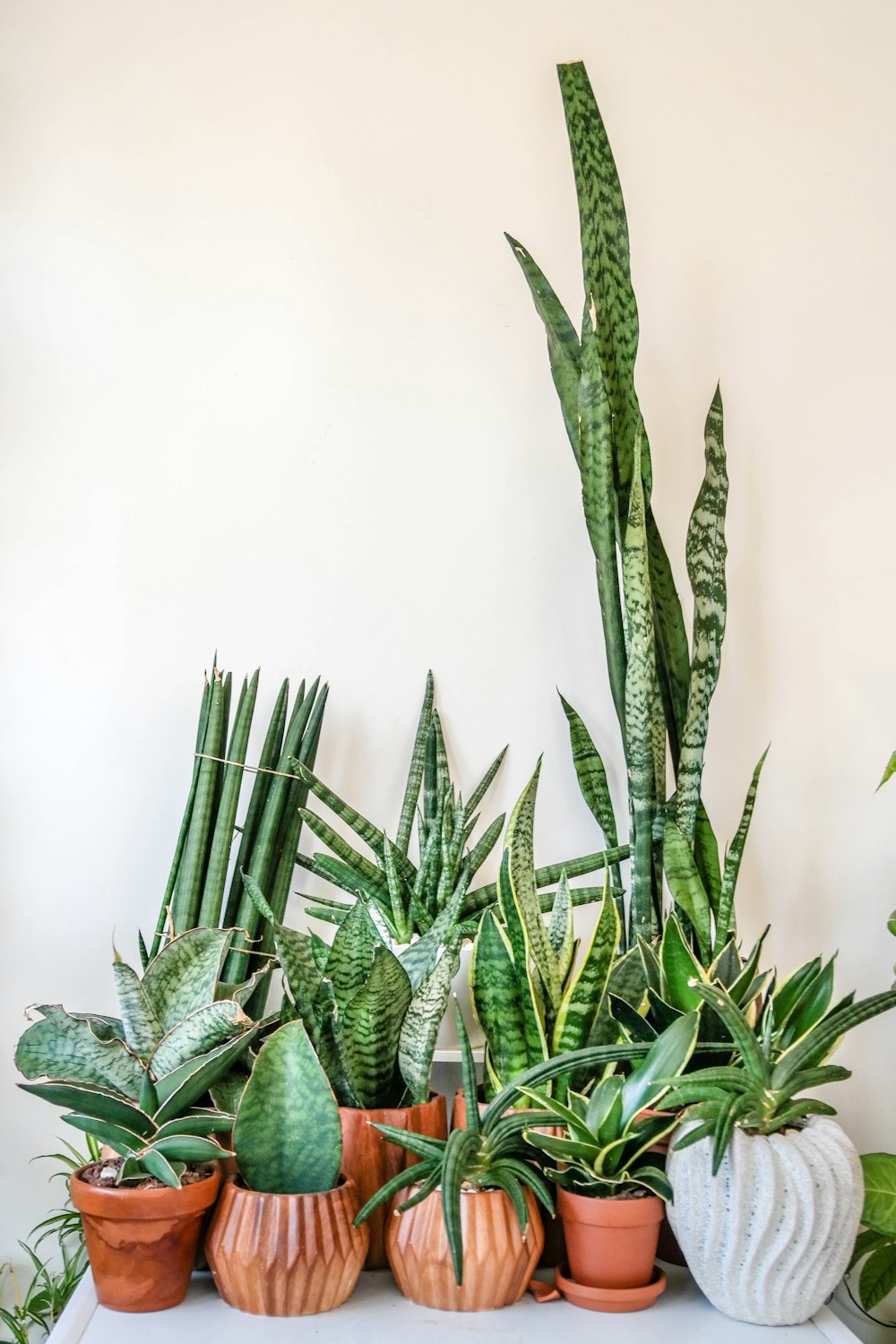 assorted green snake plants