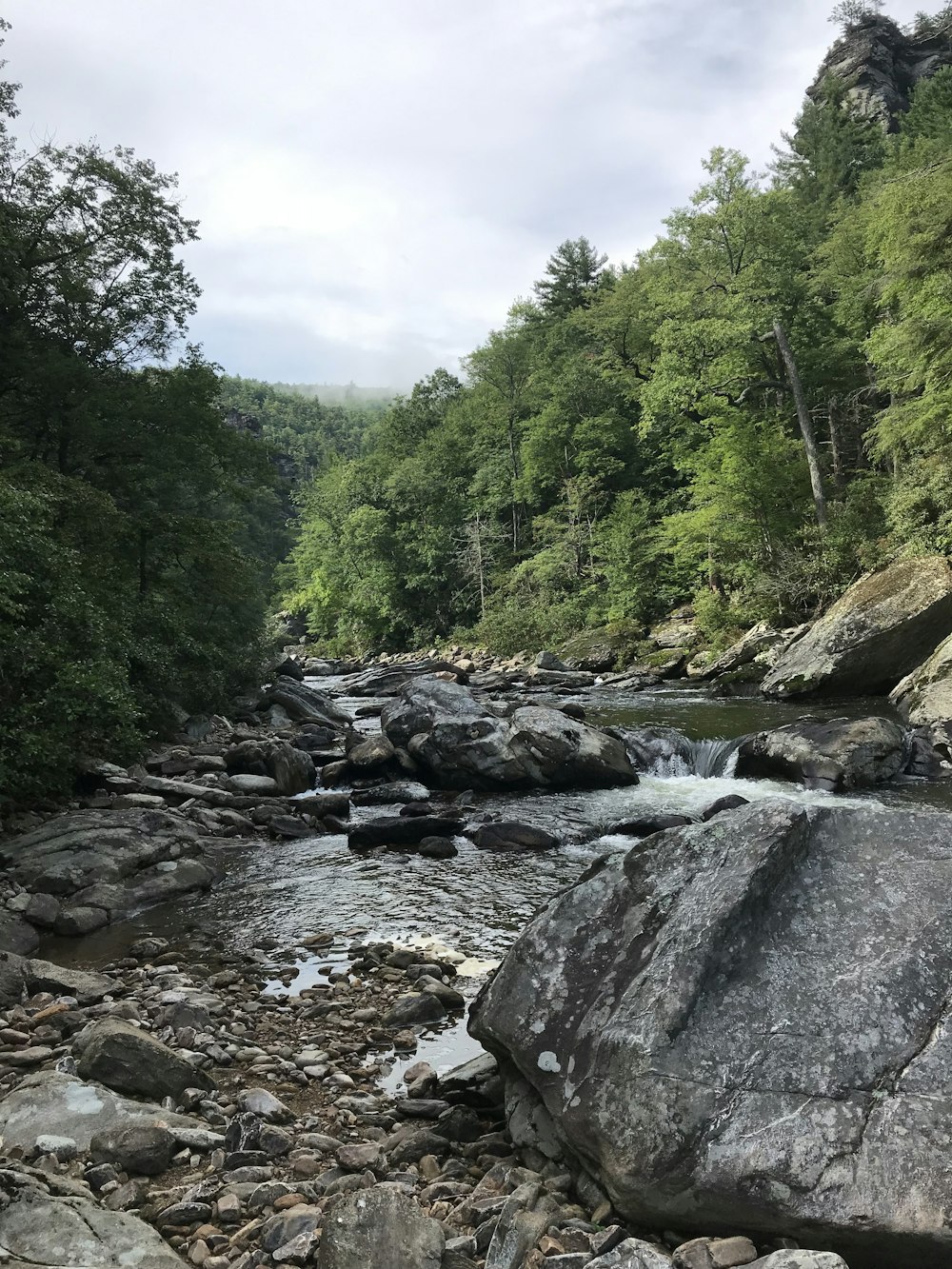 river and trees