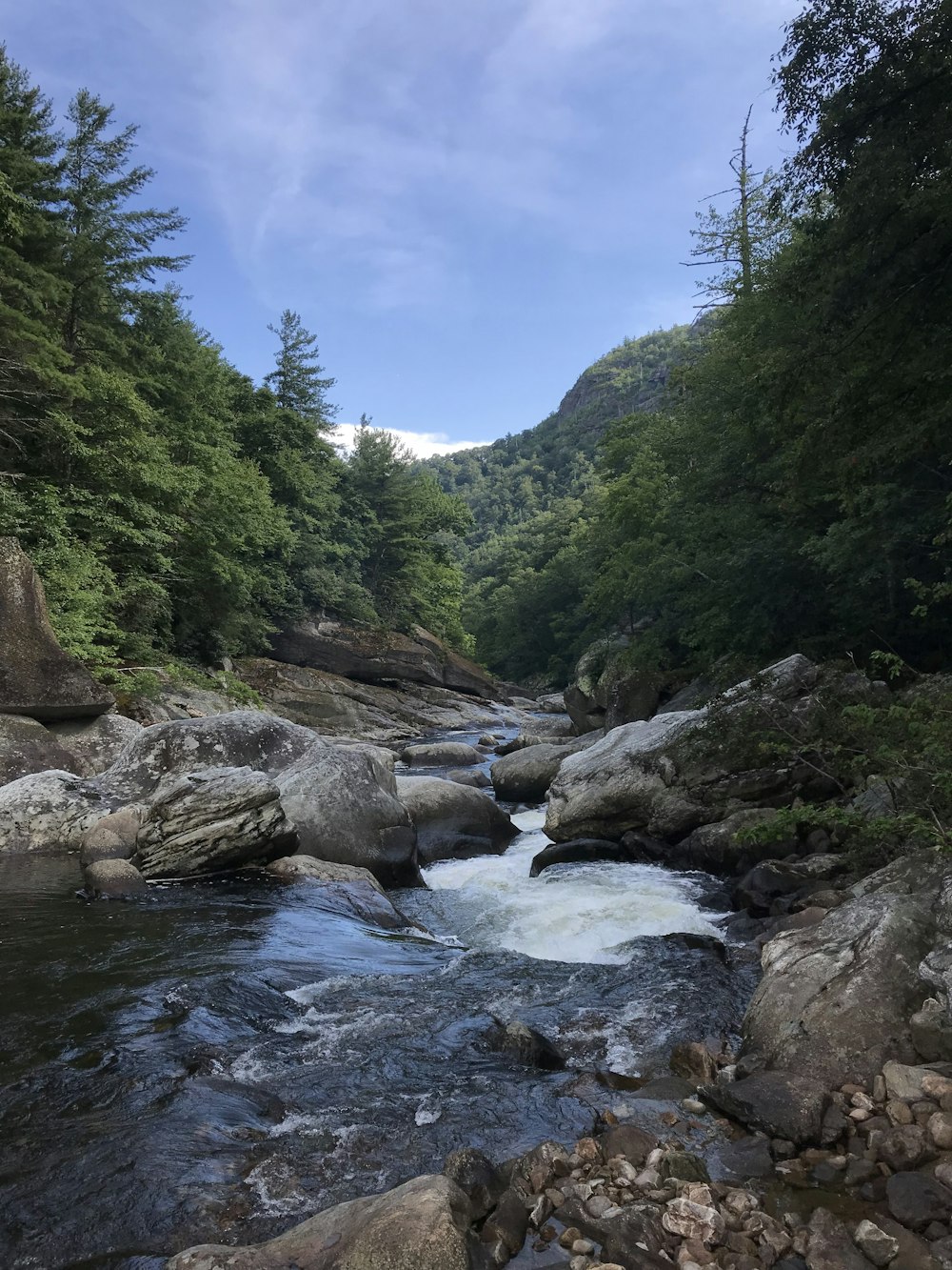 body of water near trees