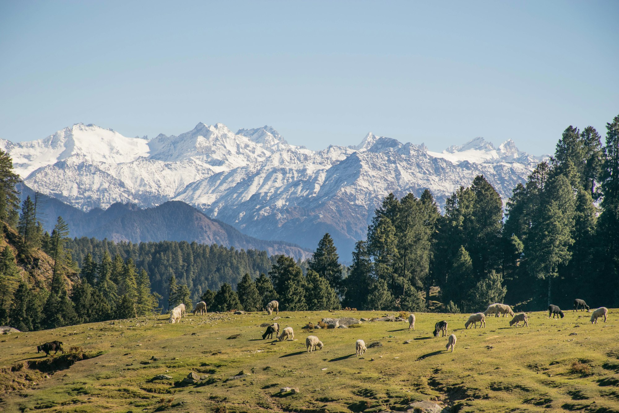 sheep grazing, with mighty himalayas as backdrop