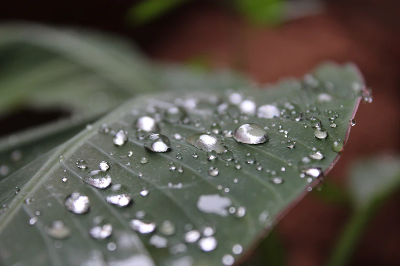Close-up of a vibrant Alocasia leaf with water droplets glistening in soft natural light.