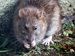 brown mouse on green grass