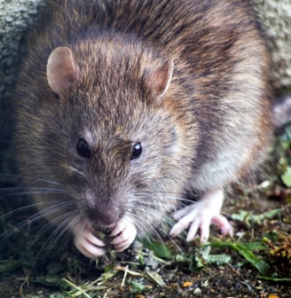 brown mouse on green grass