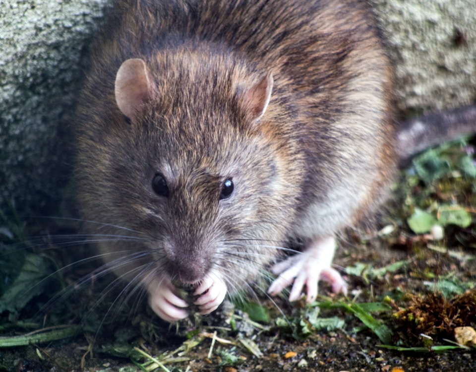 brown mouse on green grass