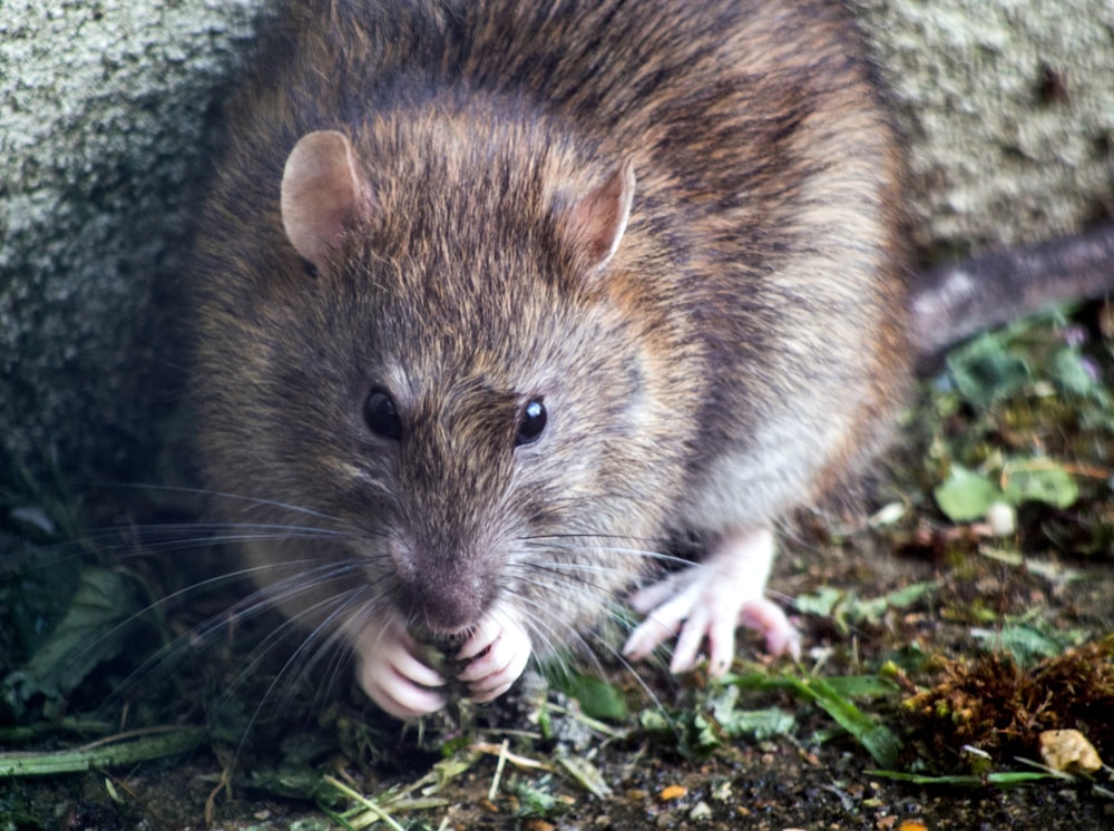 ratón marrón sobre hierba verde