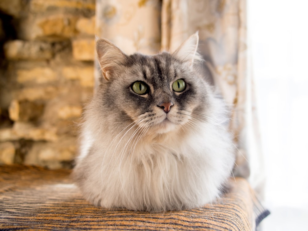 long-coated tan and gray cat