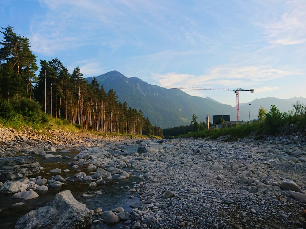 Graue Felsen in der Nähe von Bäumen während des Tages