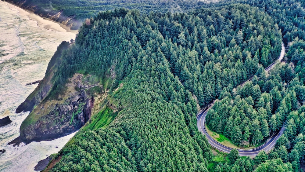 aerial view of forest