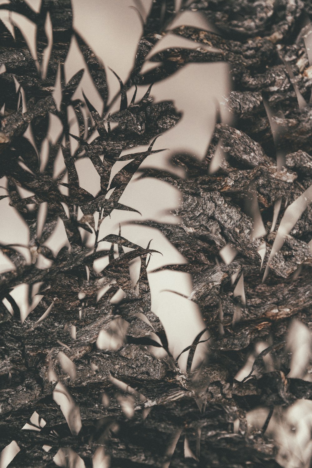 grayscale photo of plants