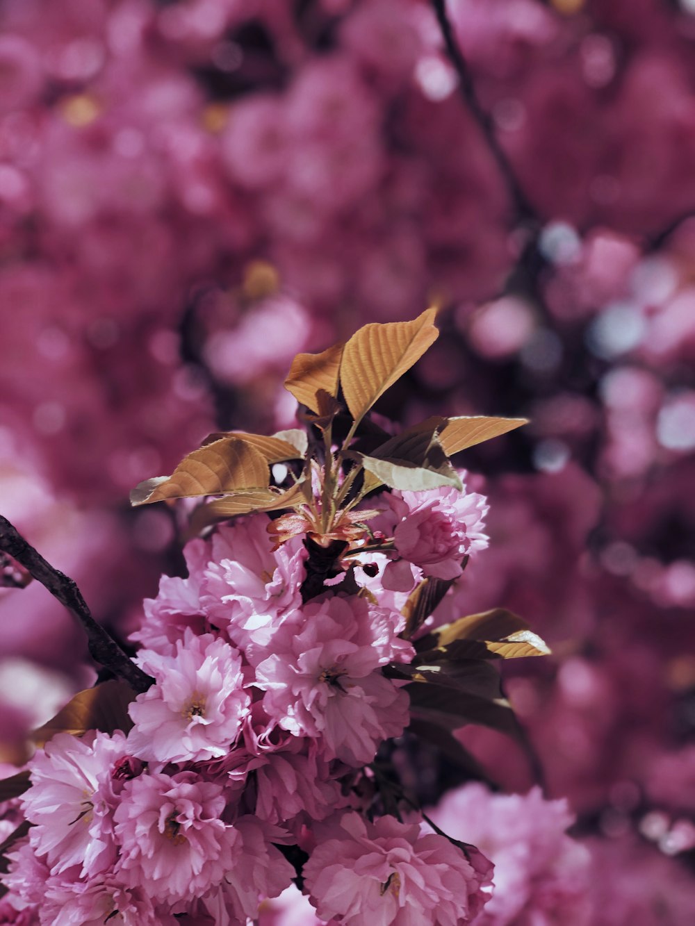 pink flowers