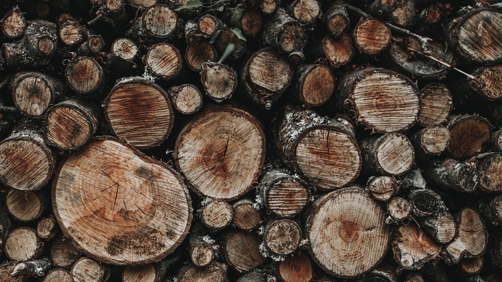 Canon EOS 80D + Sigma 20mm F1.4 DG HSM Art sample photo. Pile of tree log photography