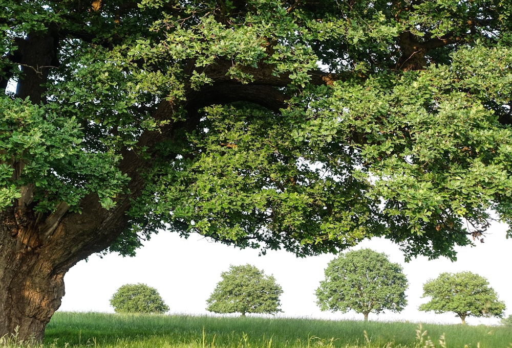 green-leafed trees during daytime