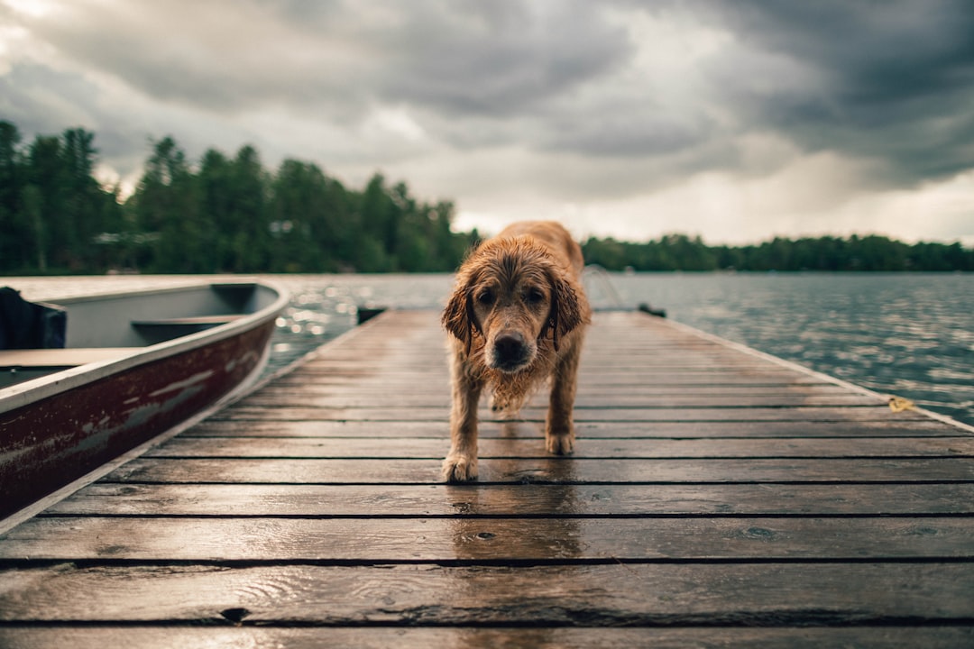 shallow focus photo of long-coated brown dog on dock