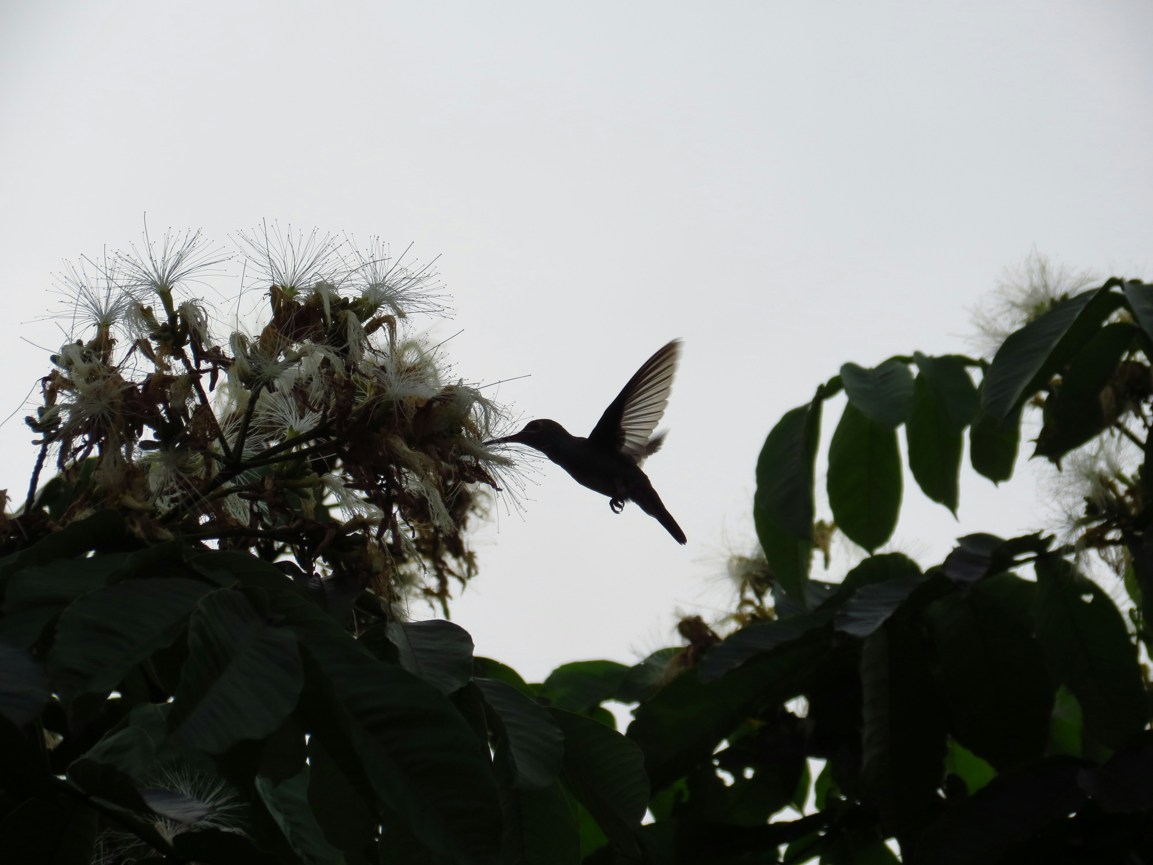 Burung Hummming di dekat Tanaman Bunga Close-up Fotografi