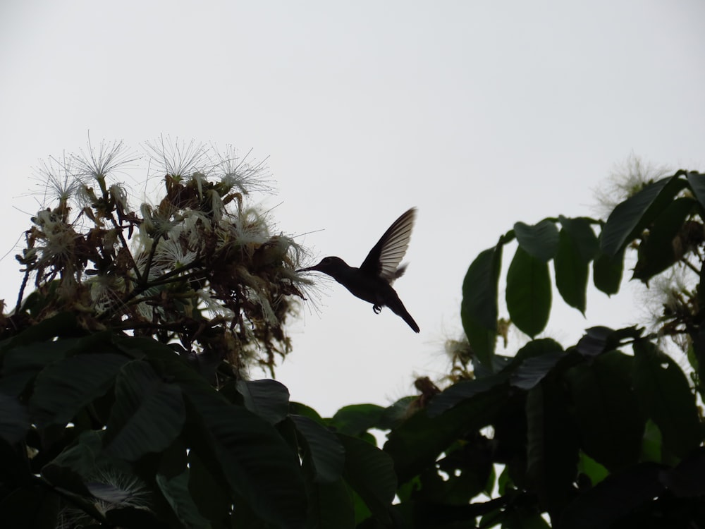 humming bird near a plant flower close-up photography