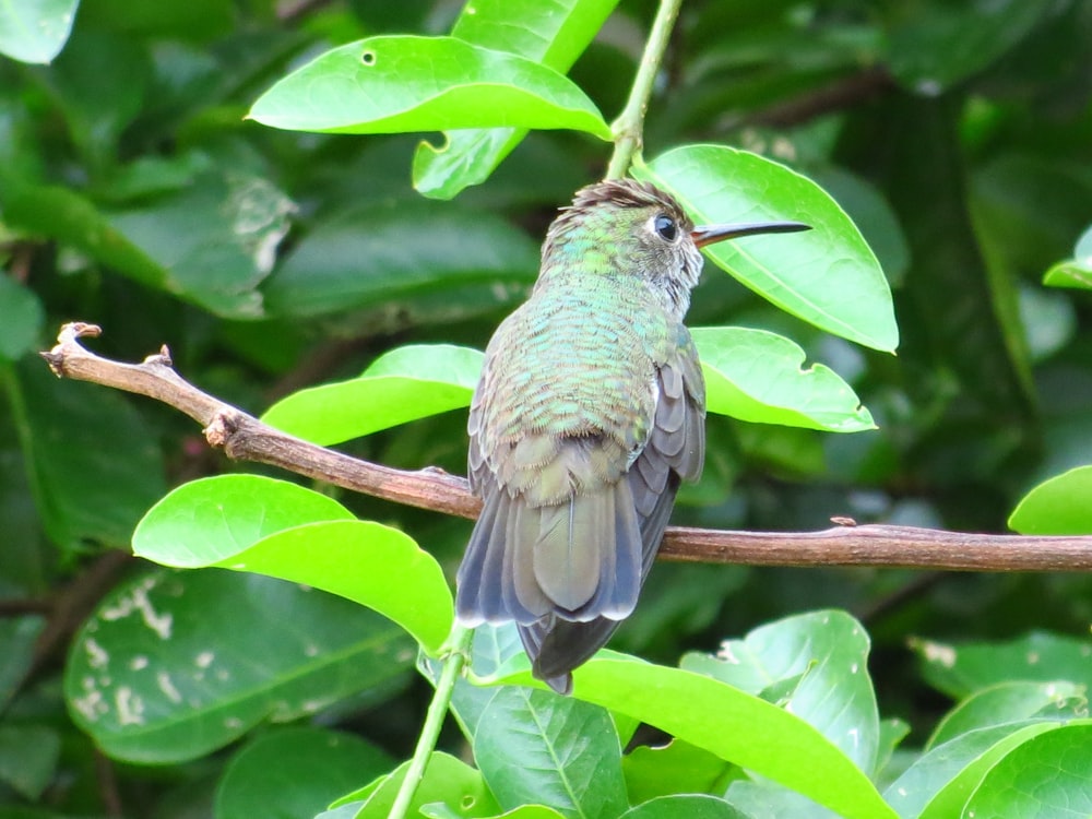 selective focus photo of green bird