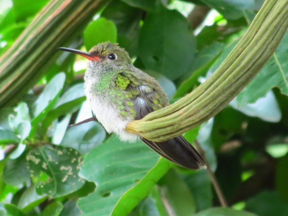 bird perched on plant