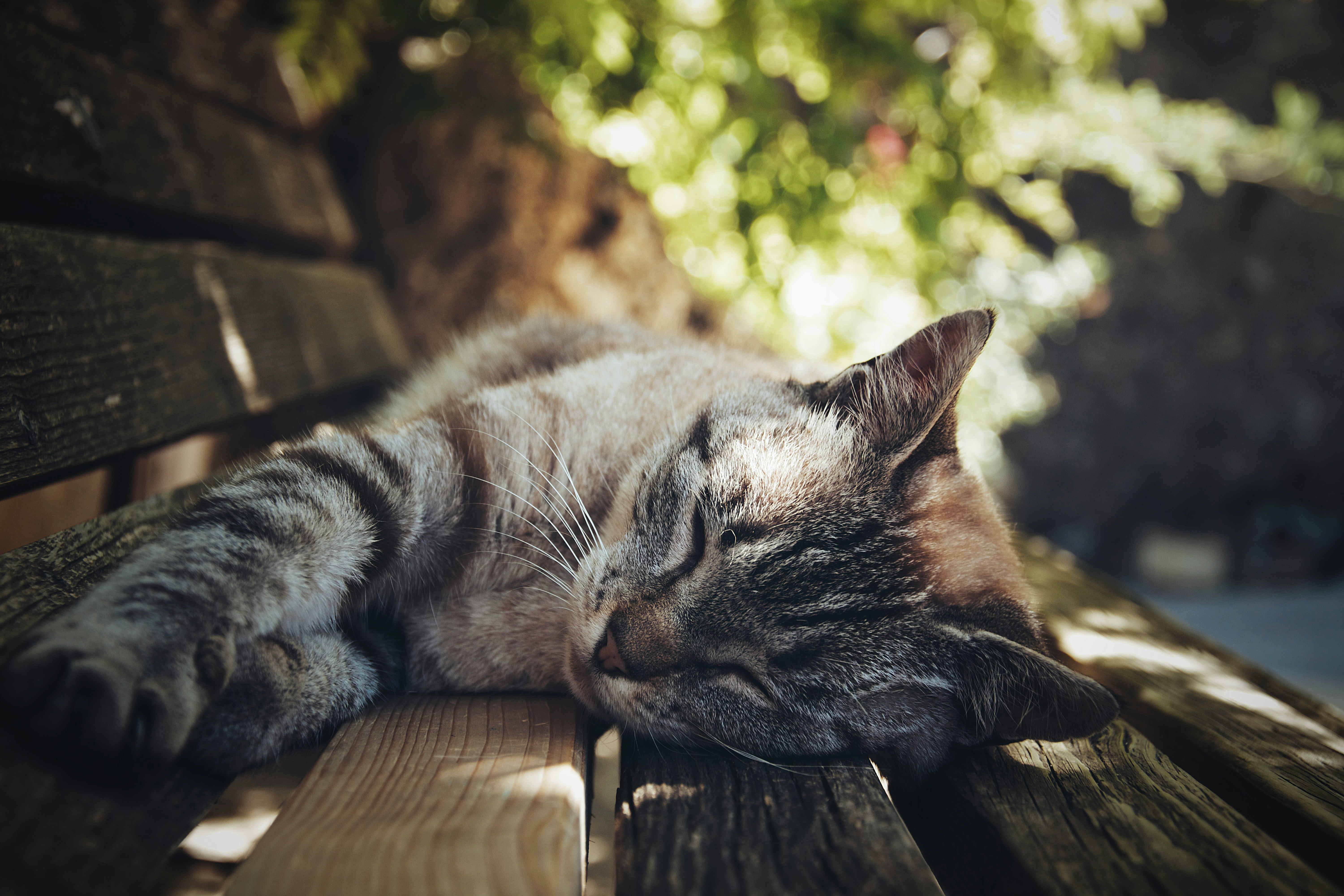 gray cat sleeping on wooden bench