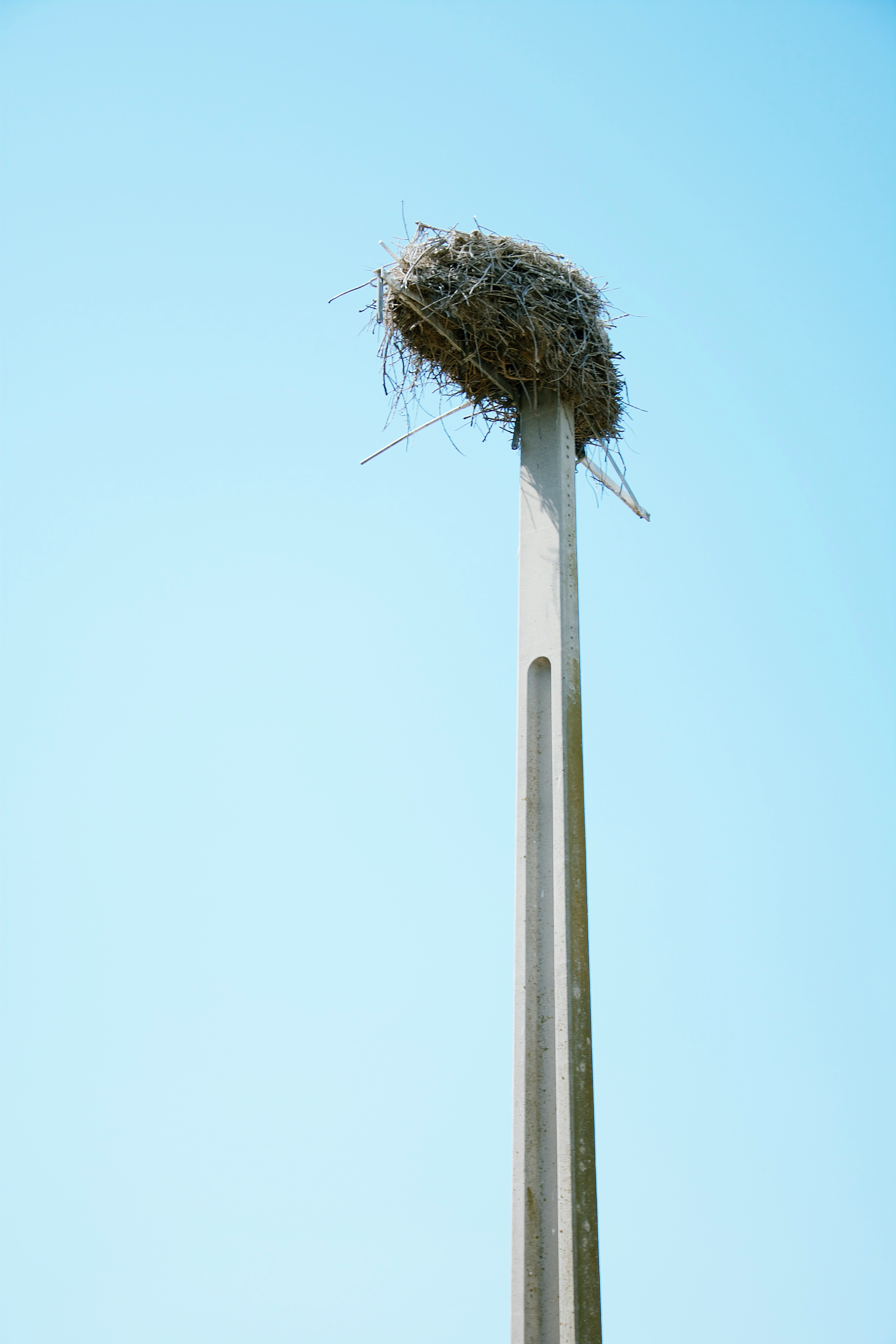 nest on top of pole