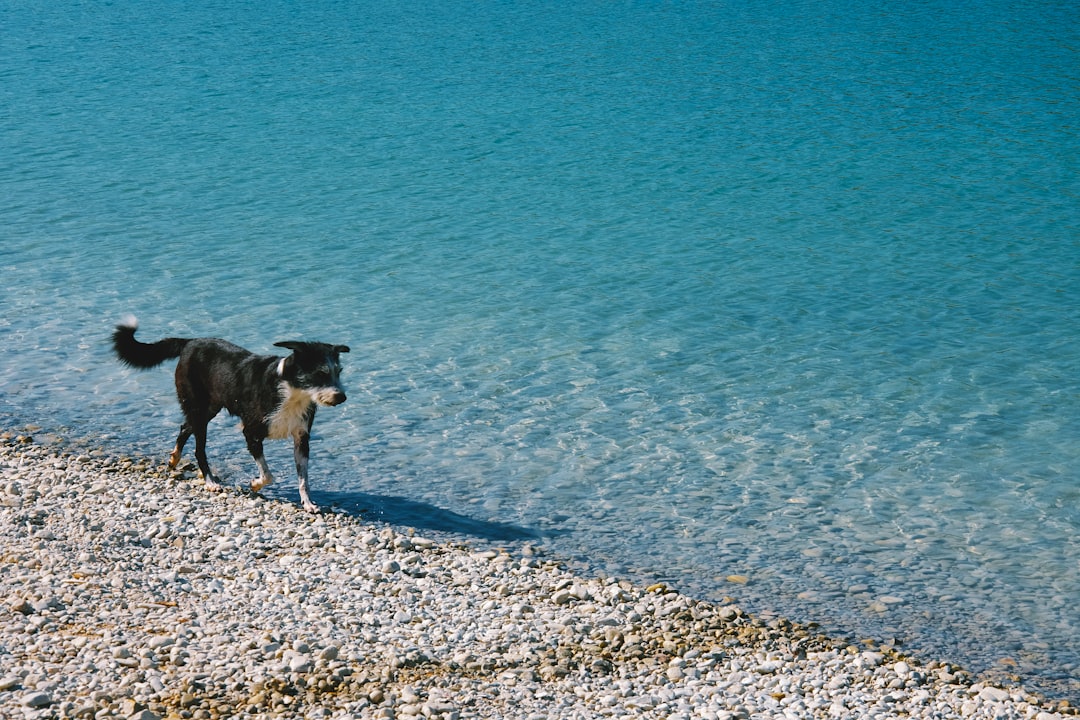 short-coated black and white dog walking near body of water