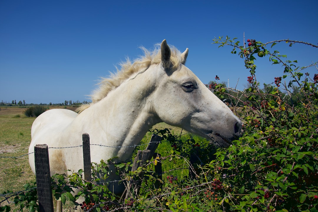 white horse standing beside fence eating