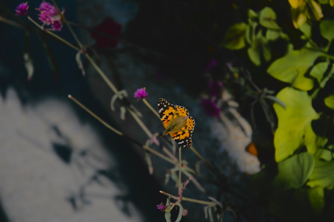 yellow and black butterfly perched on flower stem