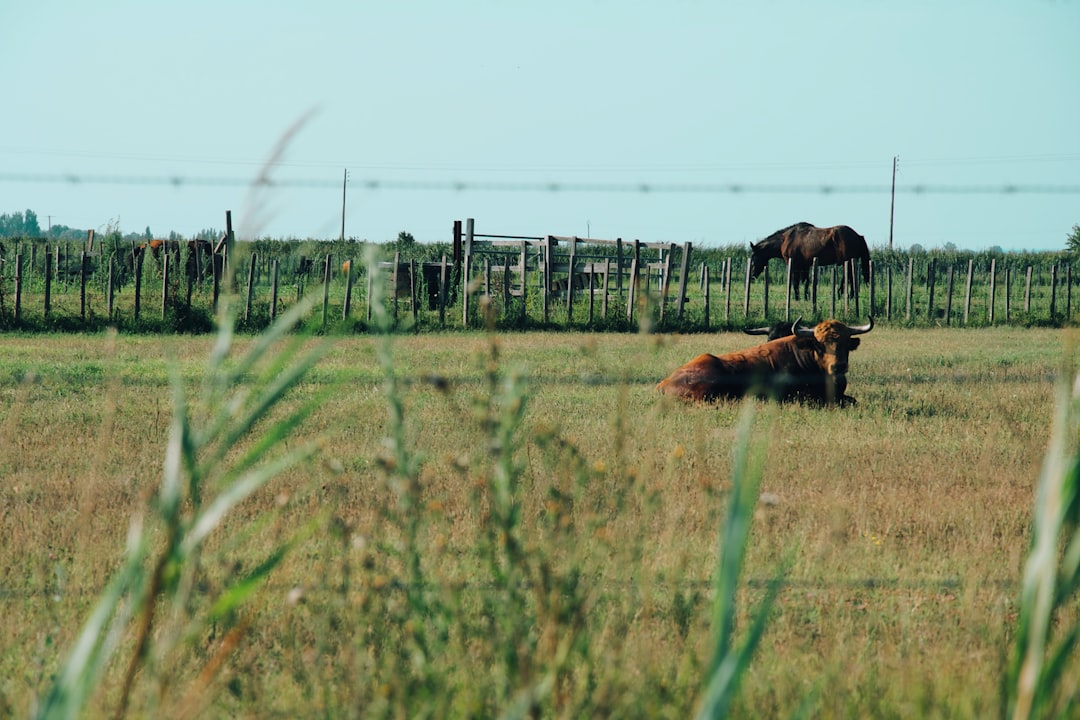 brown cow lying on grass