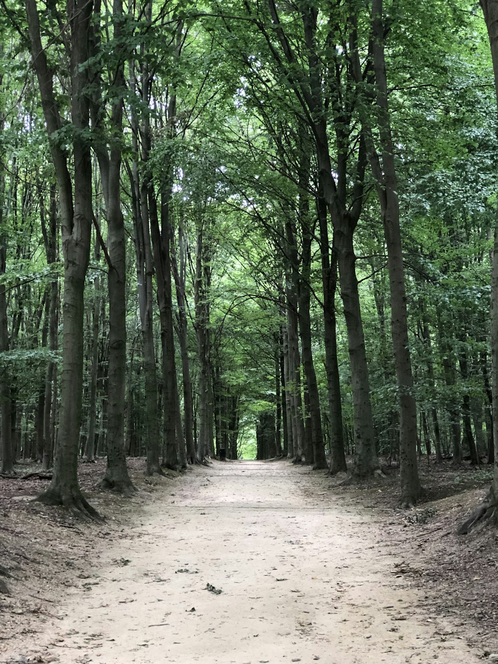 desire path surrounded with trees