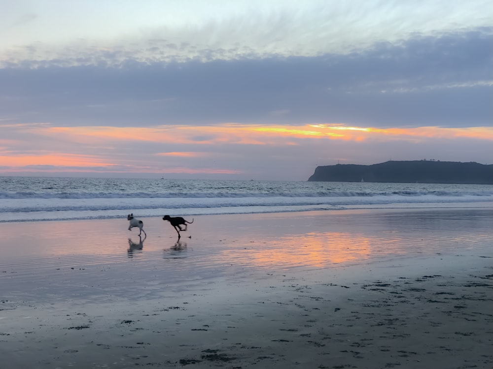 two dogs running on seashore during sunrise