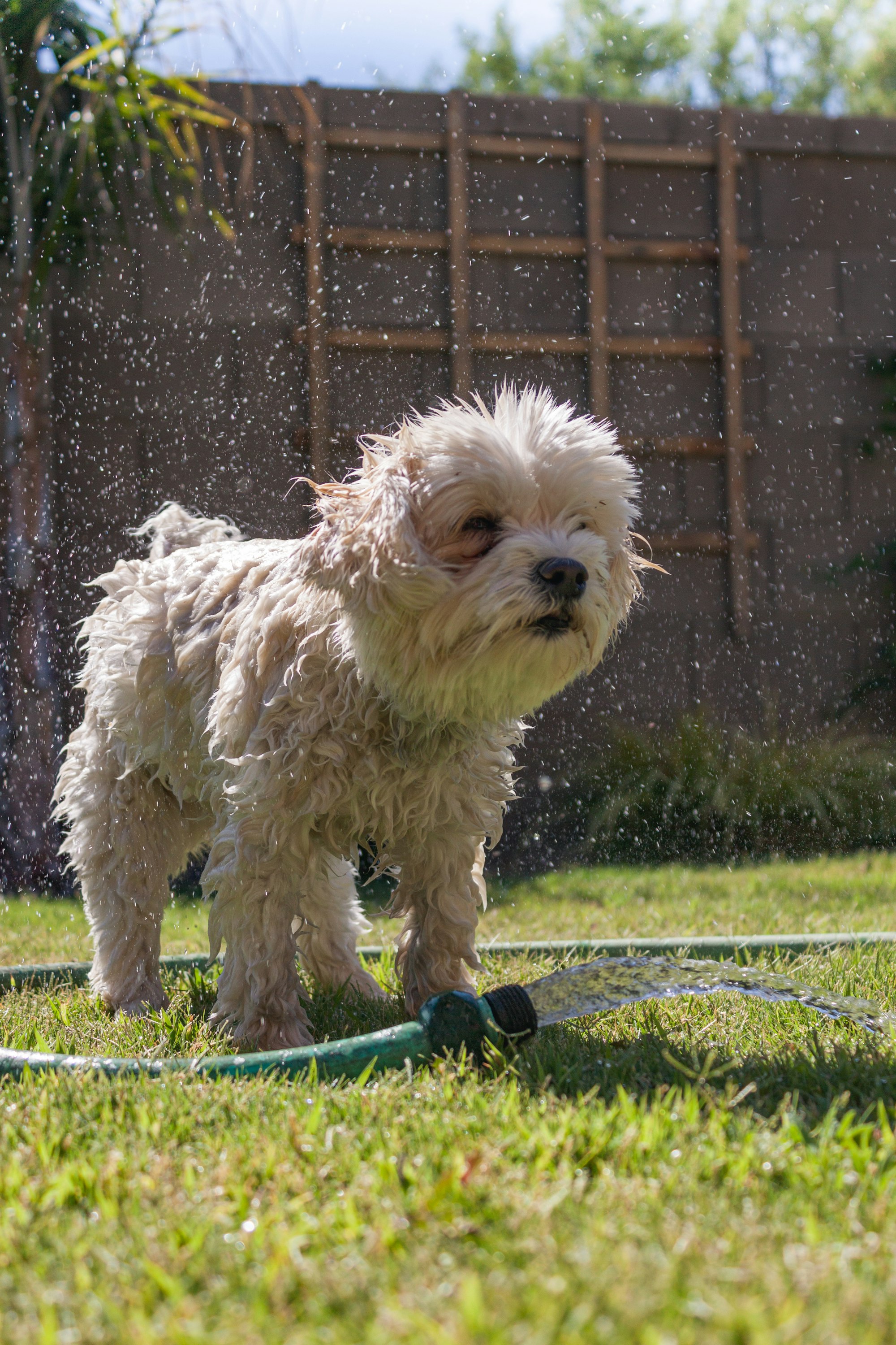 Havanese