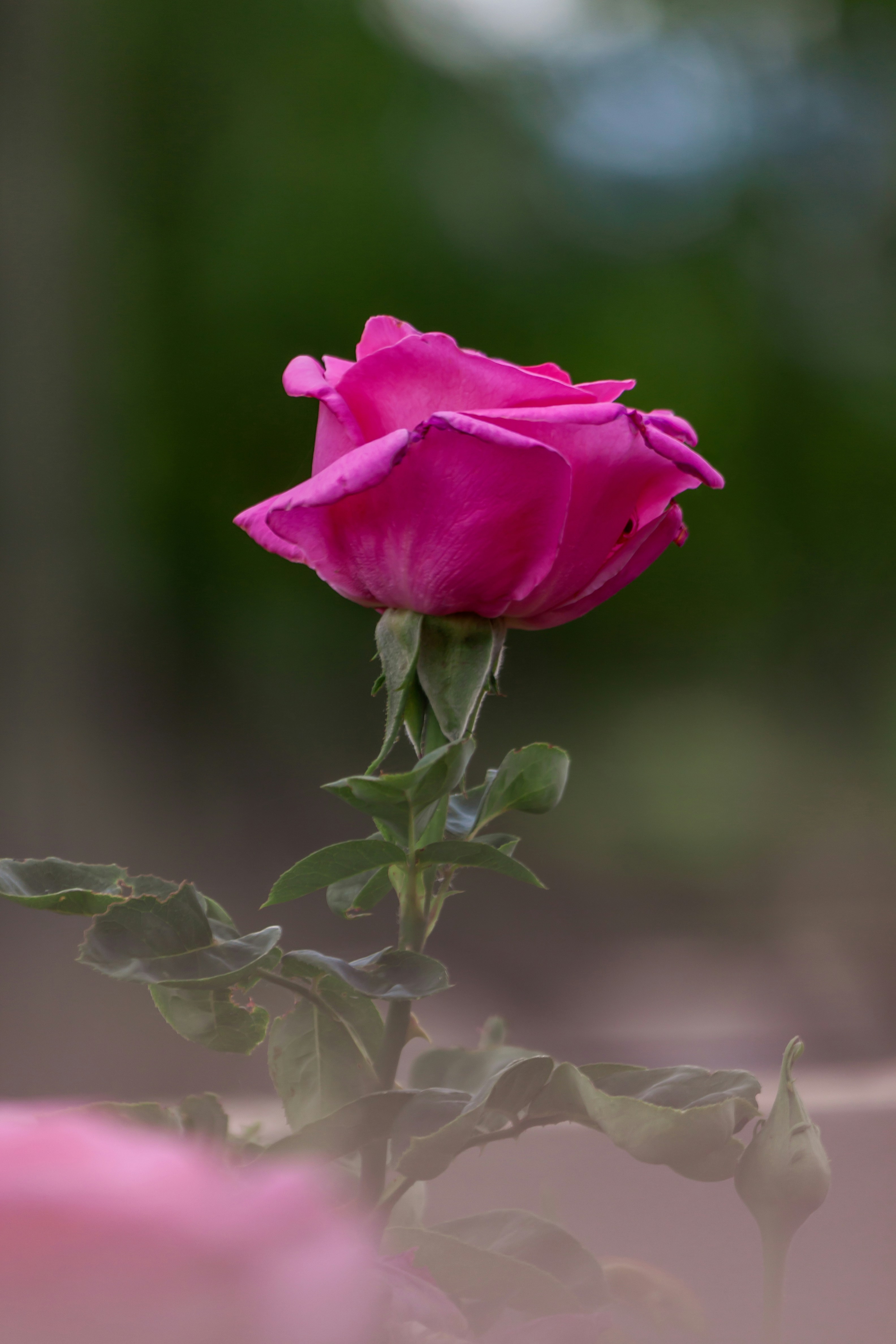 Photo by elijahekdahl