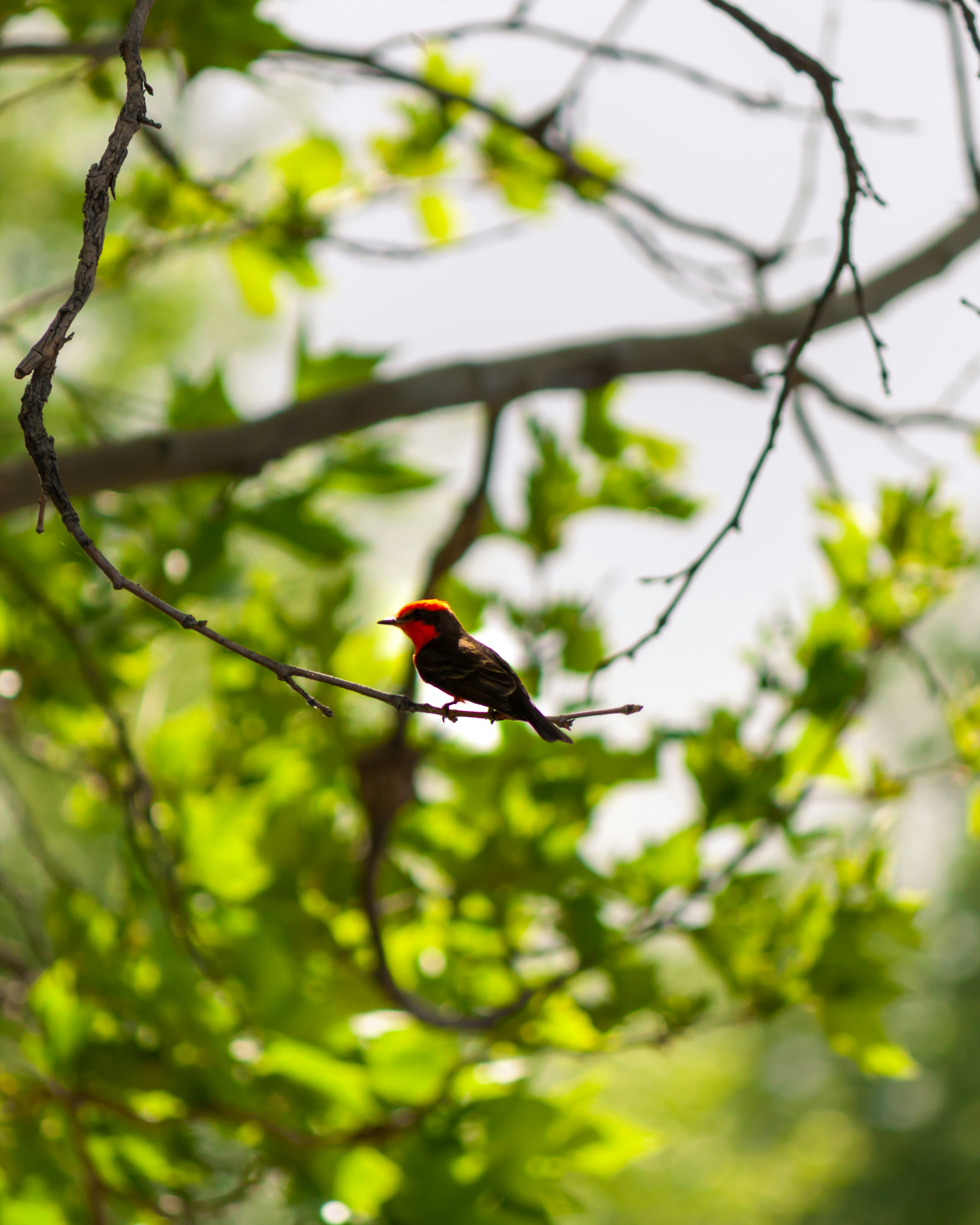 Photo by elijahekdahl